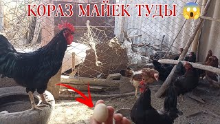 БУЛ КАЛАЙ БОЛГАНЫ?