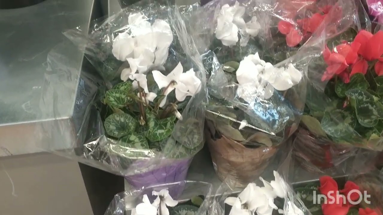 original fresh flowers at real Canadian superstores.(canada)