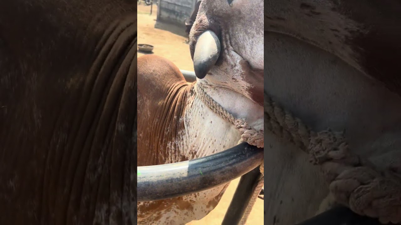 Gaayo Ko Tag Kaise Lagate Hai | Identification Tagging Process | Desi Cow Management#cow #animals 