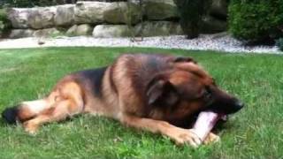 Raw Basics - Raw Dog Food Lamb Shank, Part I
