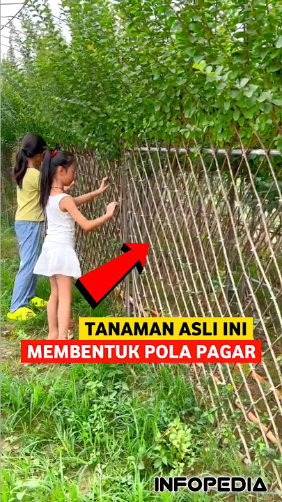 Tanaman Yang Tumbuh Membentuk Pagar | INFOPEDIA