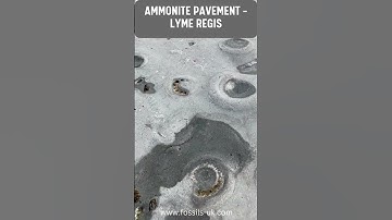 Ammonit Pavement in Lyme Regis Dorset #fossil #jurassic #beach