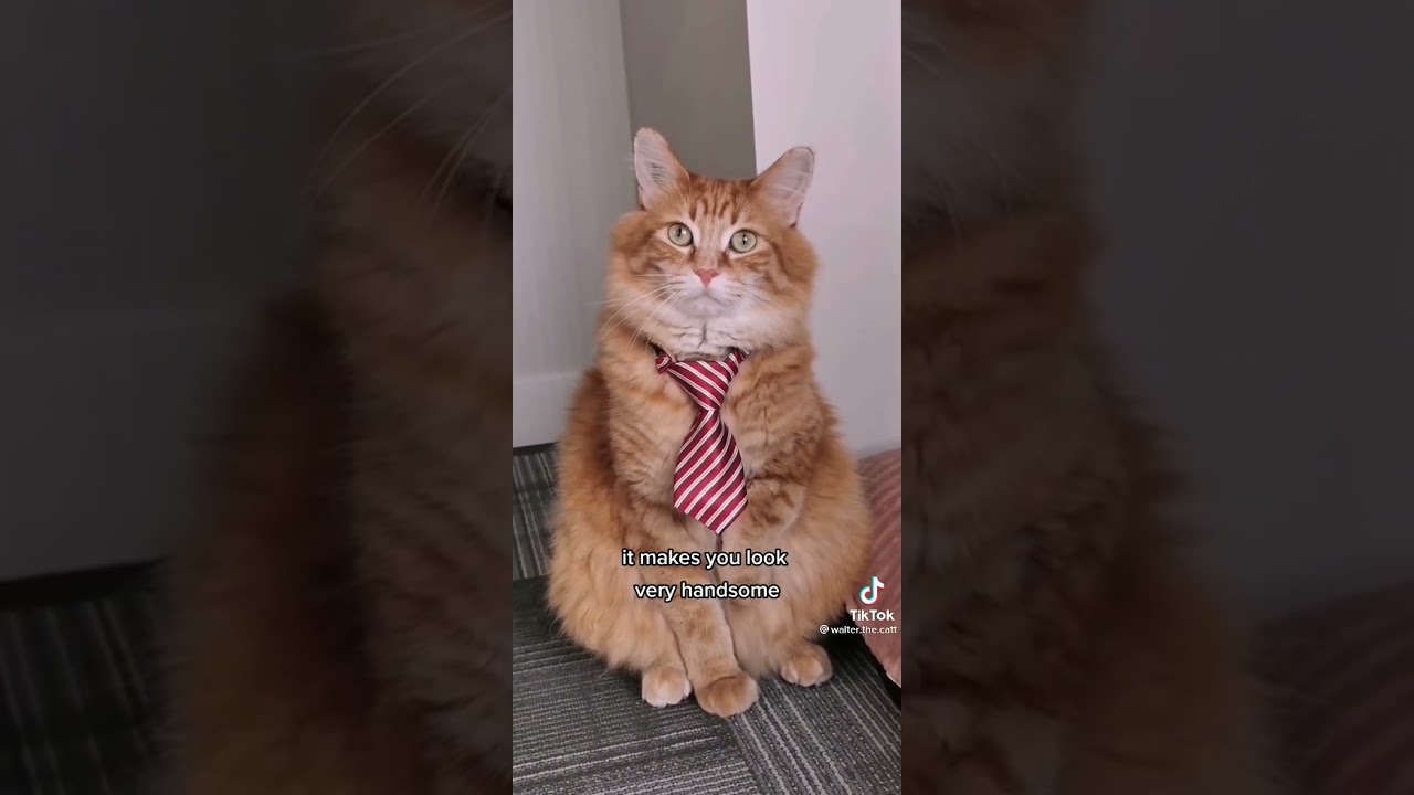 Cat has a new tie