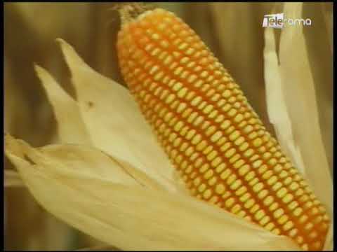 Ecuador Agropecuario 01-12-2017