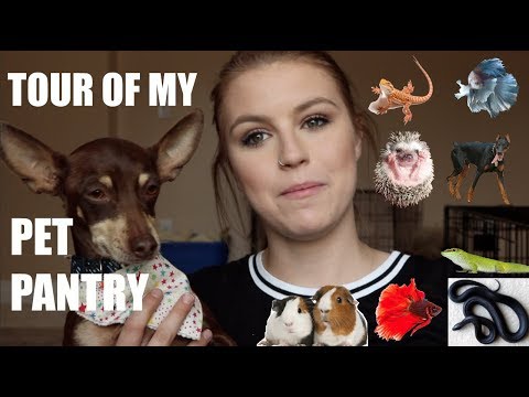 TOUR OF MY PET PANTRY
