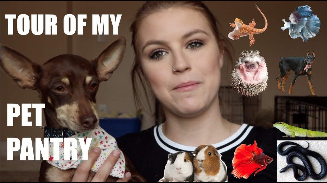 TOUR OF MY PET PANTRY - YouTube