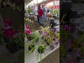 orquídeas