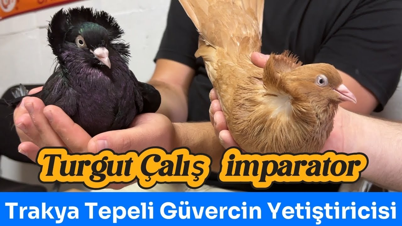 Turgut Çalış - Trakya Tepeli Güvercin Yetiştiricisi #güvercin #güvercinvideoları #güvercinsevdası