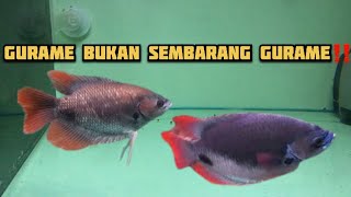 Ikan Gurame Sabah, Tankmate Eklusif Yang Recommended Untuk Ikan Hias Predator Kalian