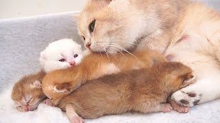 Tiny kittens have started to open their eyes and meow to find mom cat. So cute