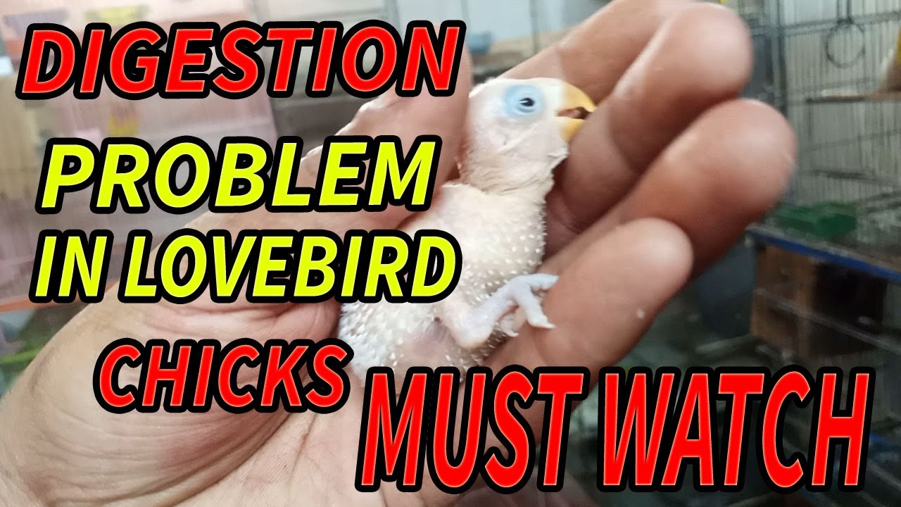 Why Lovebirds Chicks Die Suddenly in Urdu/Hindi|Digestion Issue|DsAviary 313|2022