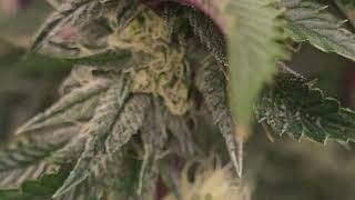 biscotti mintz week 7 flower, gelato week 4 flower.