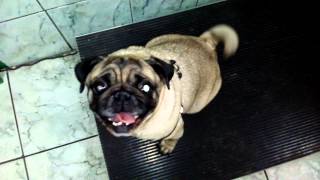 What's your weight, pug?