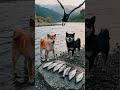 dogs fishing #shorts #viral #trending #metal #music #ai #aidog #dogshorts