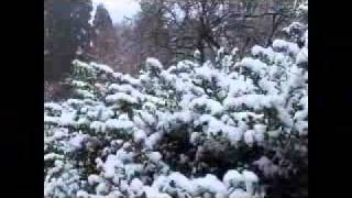Snow Day in Corvallis
