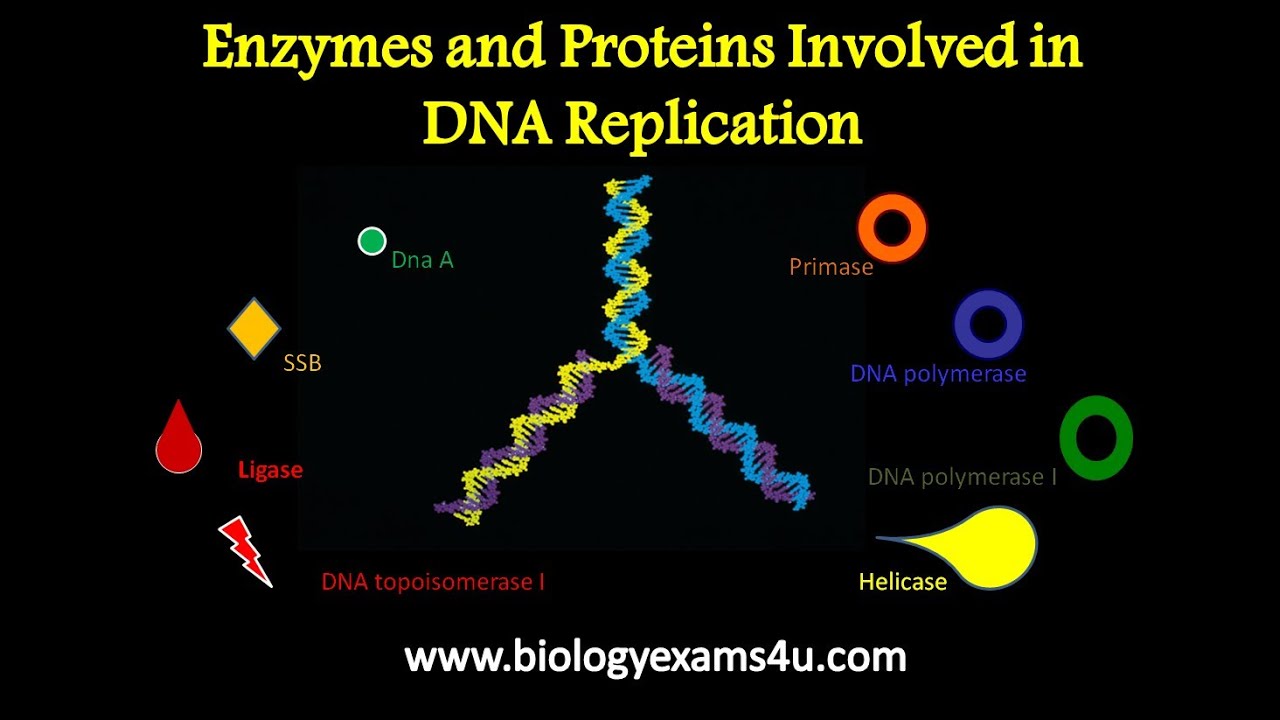 Enzymes and Proteins involved in DNA replication and their