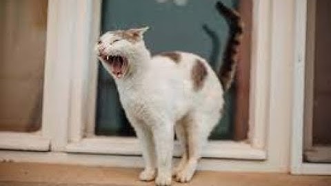 Watch the video about Best Funny cat videos on the internet !!! Try Not To Laugh !!! CLEAN Vine compilation