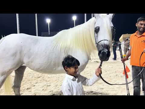 خيل الجمال عالم ثاني 
