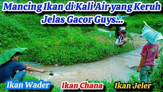 6 Saudara Mancing Explore 😁 Mancing Ikan dikali yang Keruh pasti gacor,Ikan Wader,ikan chana,jeler