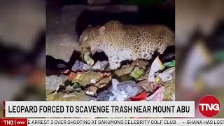 Hunger Forces Leopard To Eat From Trash Near Mount Abu