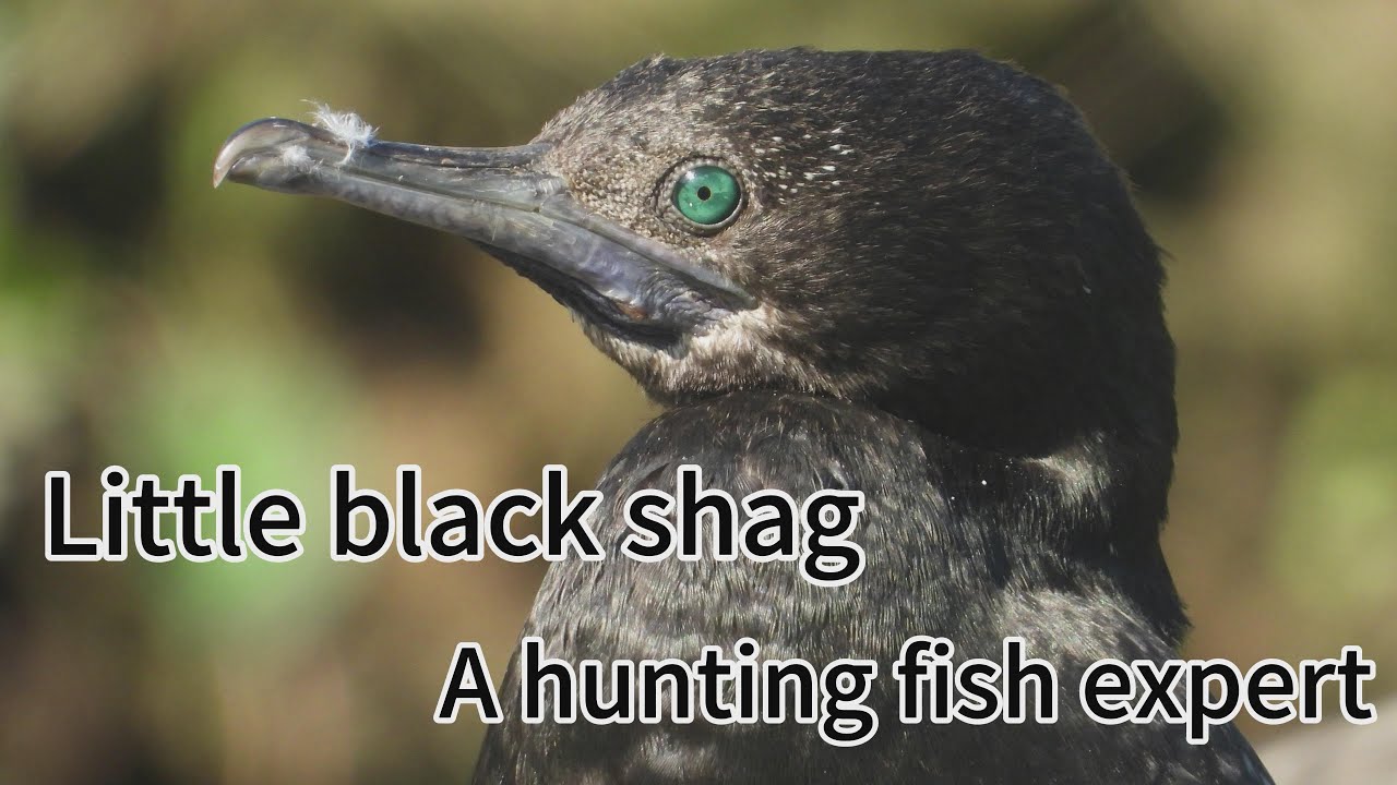 little black shag whole body in black, green eyes, it good at diving and is a hunting fish expert