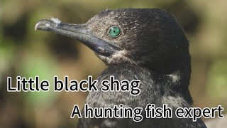 Little Black Shag Whole Body In Black, Green Eyes, It Good At Diving And Is A Hunting Fish Expert
