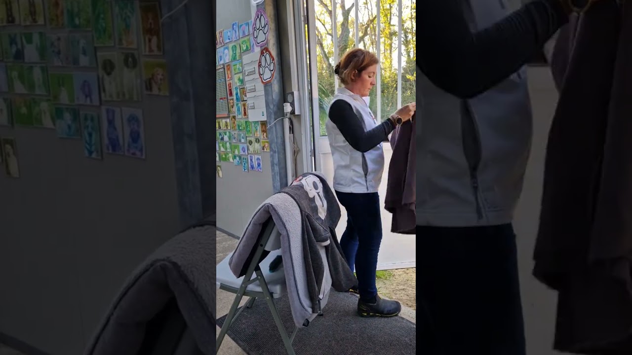 Protocole de sortie d'un chien à la pension canine.