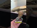 Have you ever seen a trained lizard?
