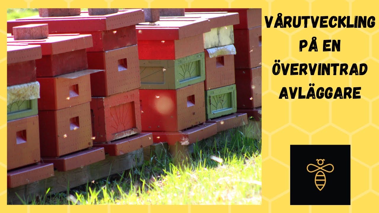 Vårutveckling på en övervintrad avläggare