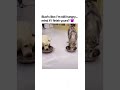 #dog #puppy #funny #cute #pets #cutedog #tiktok #shiro #samoyed #dogshorts