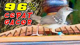 Ciblek gacor/ pancingan ciblek semi agar bunyi emosi