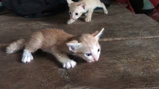 Crying kitten.កូនឆ្មាយំ.09.07.2022