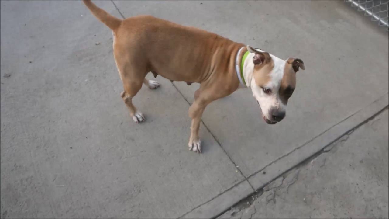 Kelly - A1085341 - Brooklyn ACC camera iphone 8 plus apk