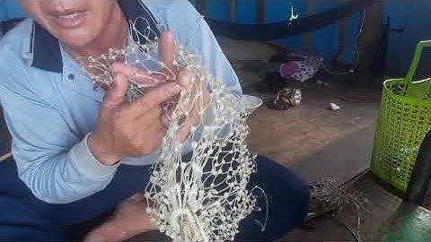 Hướng dẫn Cách gầy vợt bắt cá 20 ký oke :