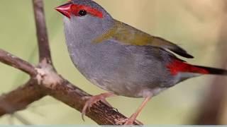 Perching birds with strong, short, hard and cracker beak science for class 3 CBSE and Olympiad India