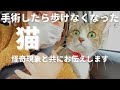 【奇跡の保護猫】避妊手術後に歩けなくなりました。