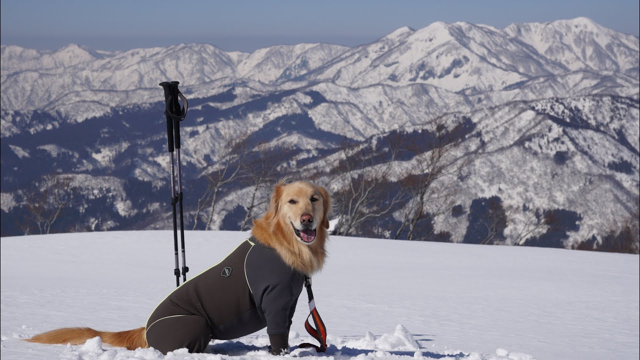 ワンコとまったり雪山ハイク！福井県取立山〜