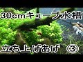 30cm キューブ水槽　立ち上げあげ　③