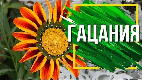 Гацания Посадка и Уход 🌸 Выращивание Гацании  🌸