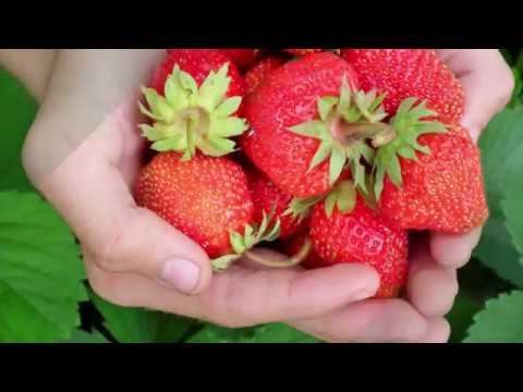 Wideo: Strawberry Elsanta: cechy odmiany
