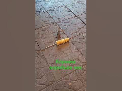воробей ворбей - YouTube