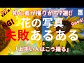 【比較検証】写真初心者やりがち!! 花の写真 失敗あるある7選！vs 上手い人はこう撮る!!