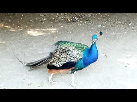 Видео: The Indian peafowl in the city park of Valladolid