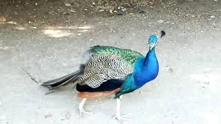 The Indian peafowl in the city park of Valladolid