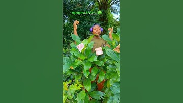 Money trees in Ghana 🇬🇭 forest with EGA GBOGBO song #forest #ghana #money #egagbogbo #viralshorts