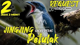 Gacor EMOSI!!! JINGJING PETULAK GACOR PEDAN PANJANG || MASTERAN PETULAK JINGJING GACOR PANJANG MEWAH