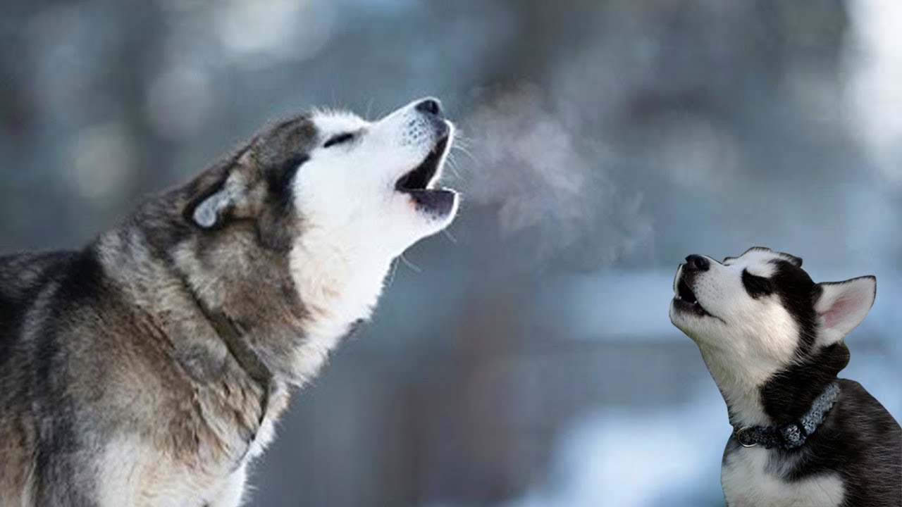 baby husky howling