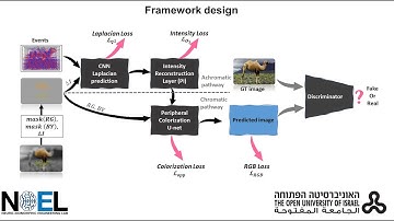 Perceptual colorization of the peripheral retinotopic visual field using neural networks