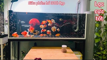 Riview Hồ Cá Ranchu 300l Cực Đẹp - Chia Sẻ Bộ Lọc Nuôi Cá Koi Ranchu khỏe Re.Hồ A Nhân Ở Ninh Thuận