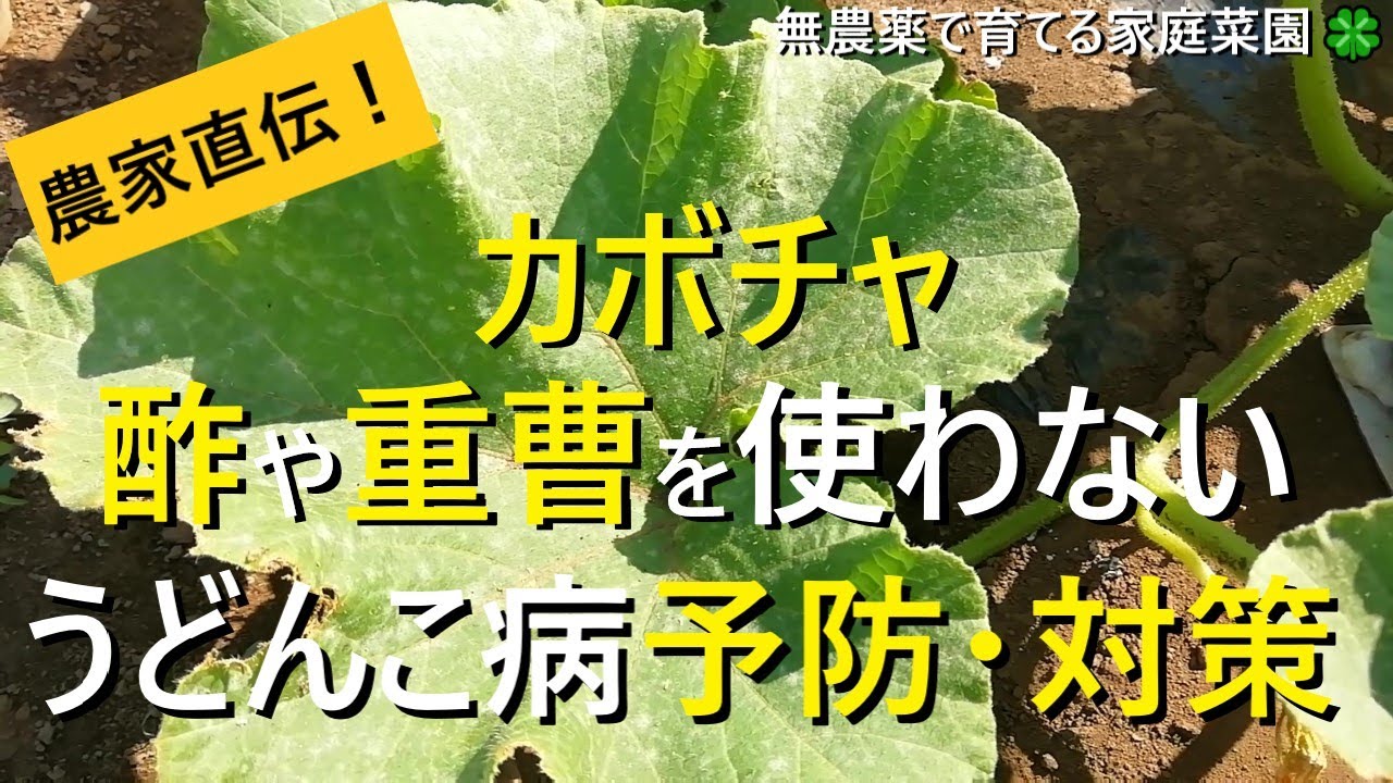 カボチャ栽培 酢や重曹だけじゃない うどんこ病の予防と対策 有機農家直伝 無農薬で育てる家庭菜園 22 7 19 Youtube